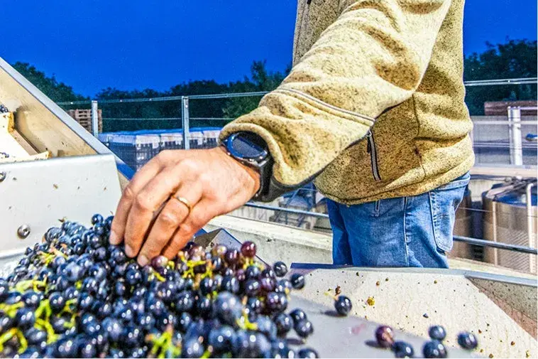 A private wine tour of Etyek, straight from the airport