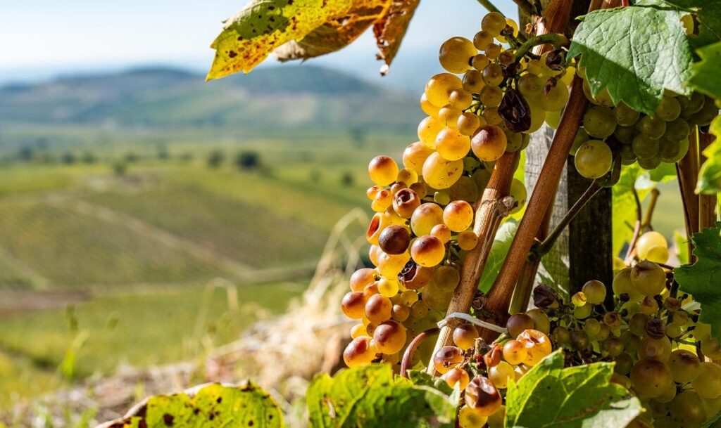 The Tokaj-Hegyalja Harvest Festival is a celebration of the region’s rich winemaking heritage and community spirit, offering visitors a chance to immerse themselves in the traditions, flavors, and vibrant culture of Tokaj.