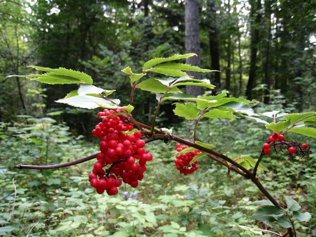 Sárvár Arboretum
