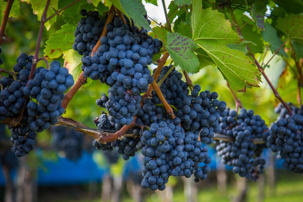 Private Helicopter Wine Experience to Villány: Discover the Heritage of Gere Attila Winery