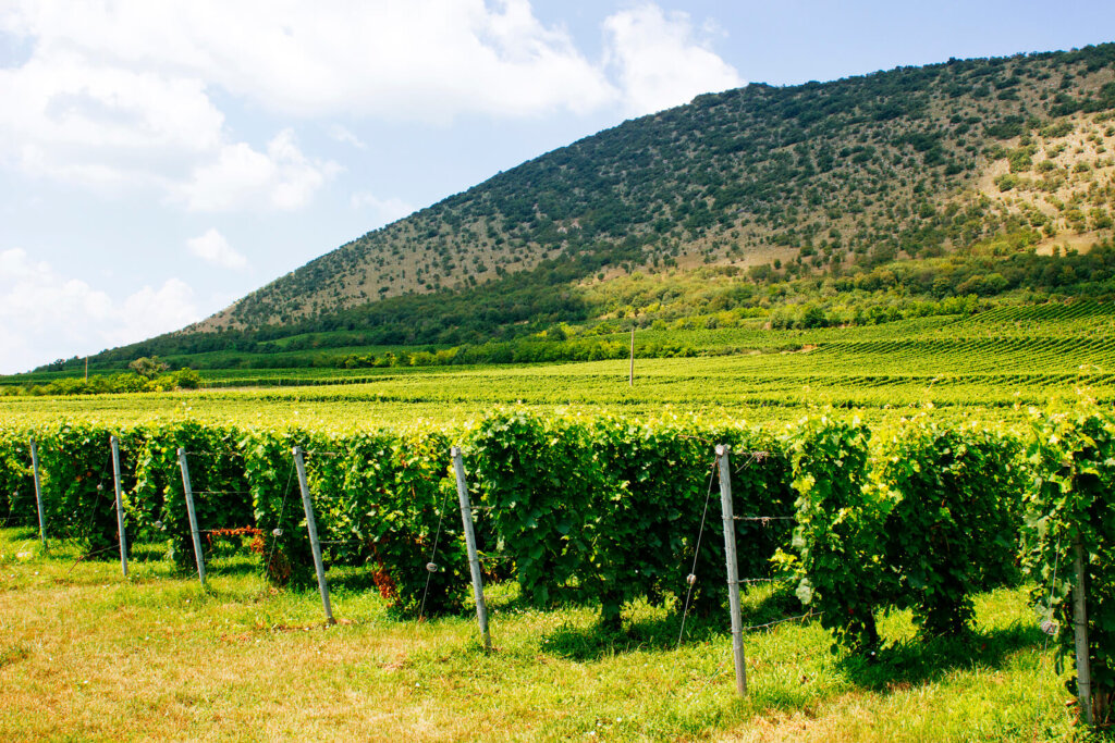 Private Helicopter Wine Experience to Villány: Discover the Heritage of Gere Attila Winery