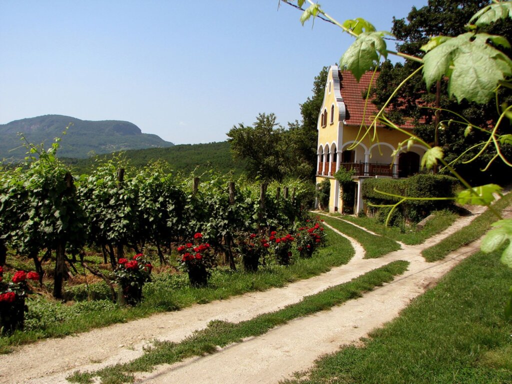 Private Helicopter Wine Tour to Badacsony: A Scenic Journey to Istvándy Cellars