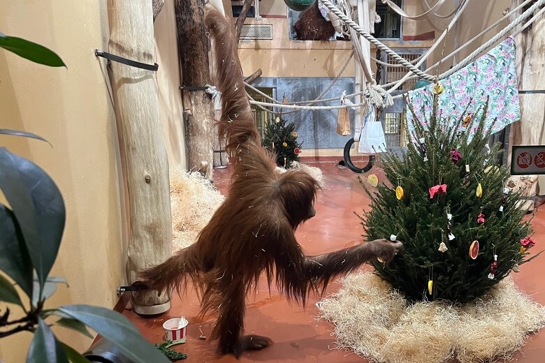 Budapest Zoo – A Winter Wonderland for Families