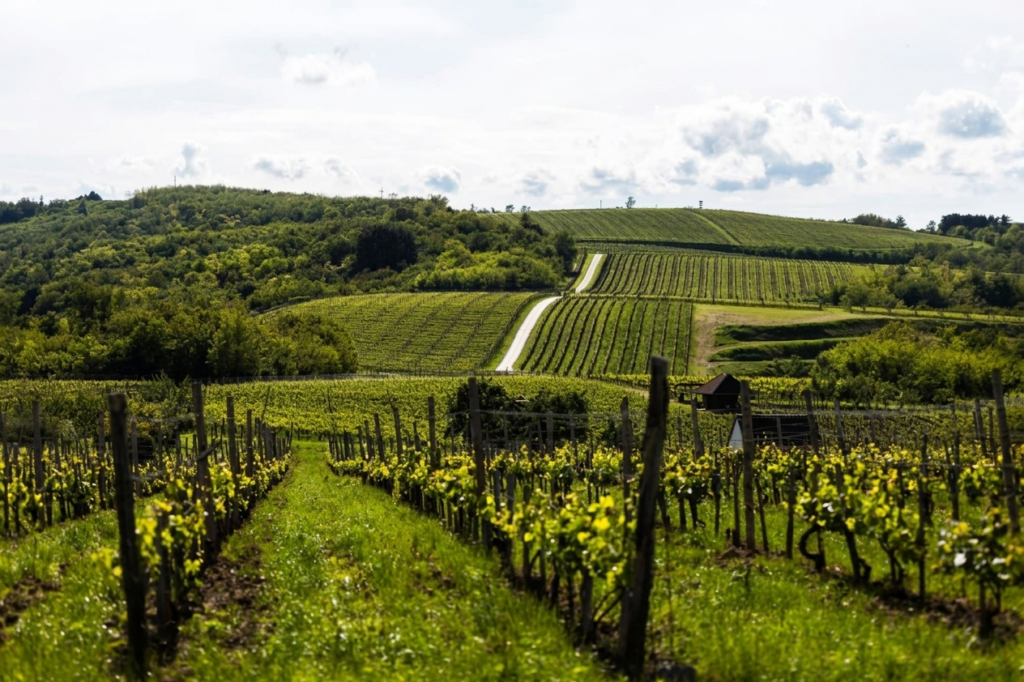 Villány vineyards and rolling hills in summer — private wine tour from Budapest