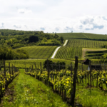 Villány vineyards and rolling hills in summer — private wine tour from Budapest
