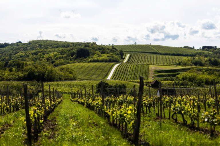 Villány vineyards and rolling hills in summer — private wine tour from Budapest