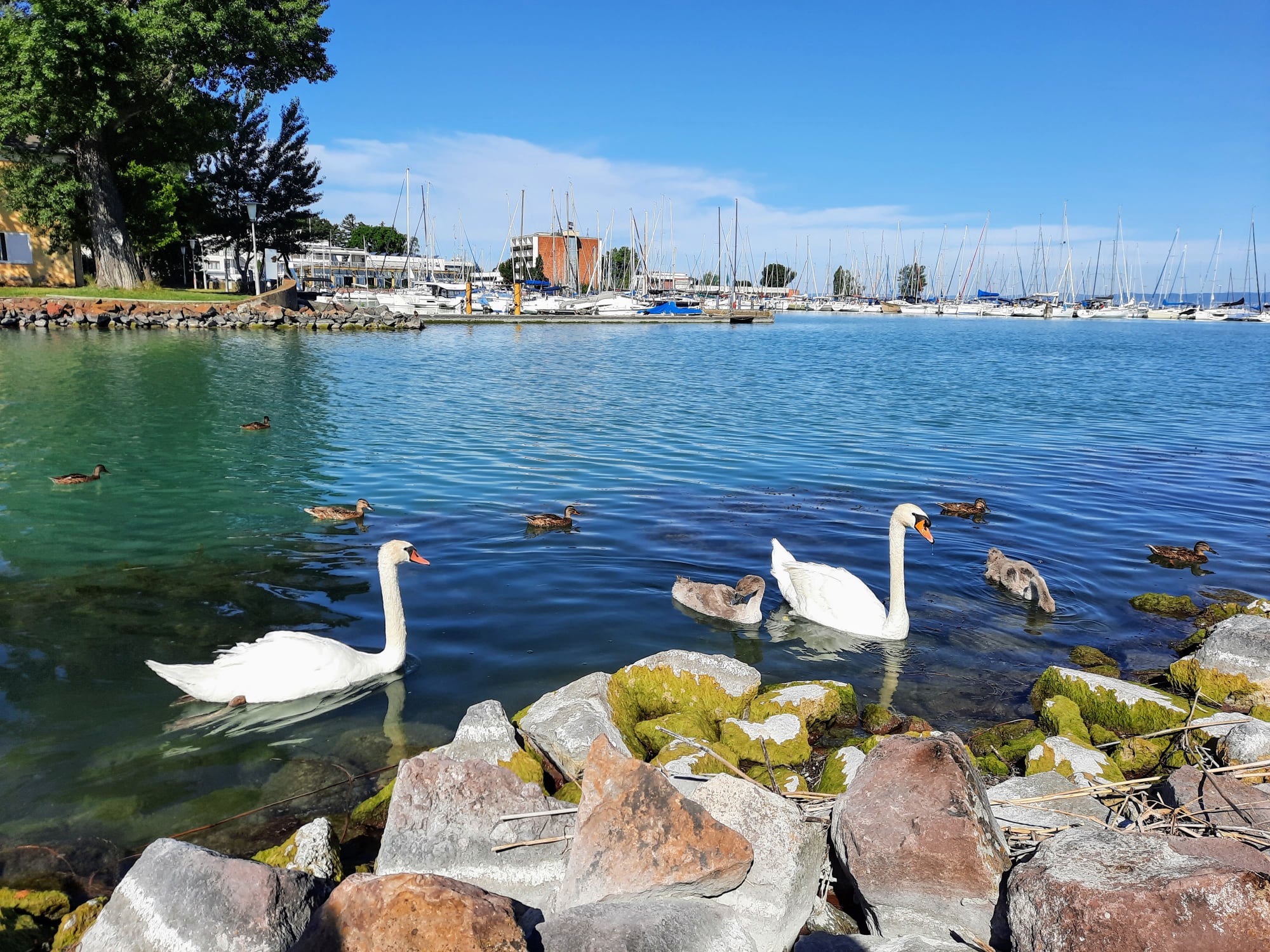 Swans and yachts at the Siófok marina on Lake Balaton