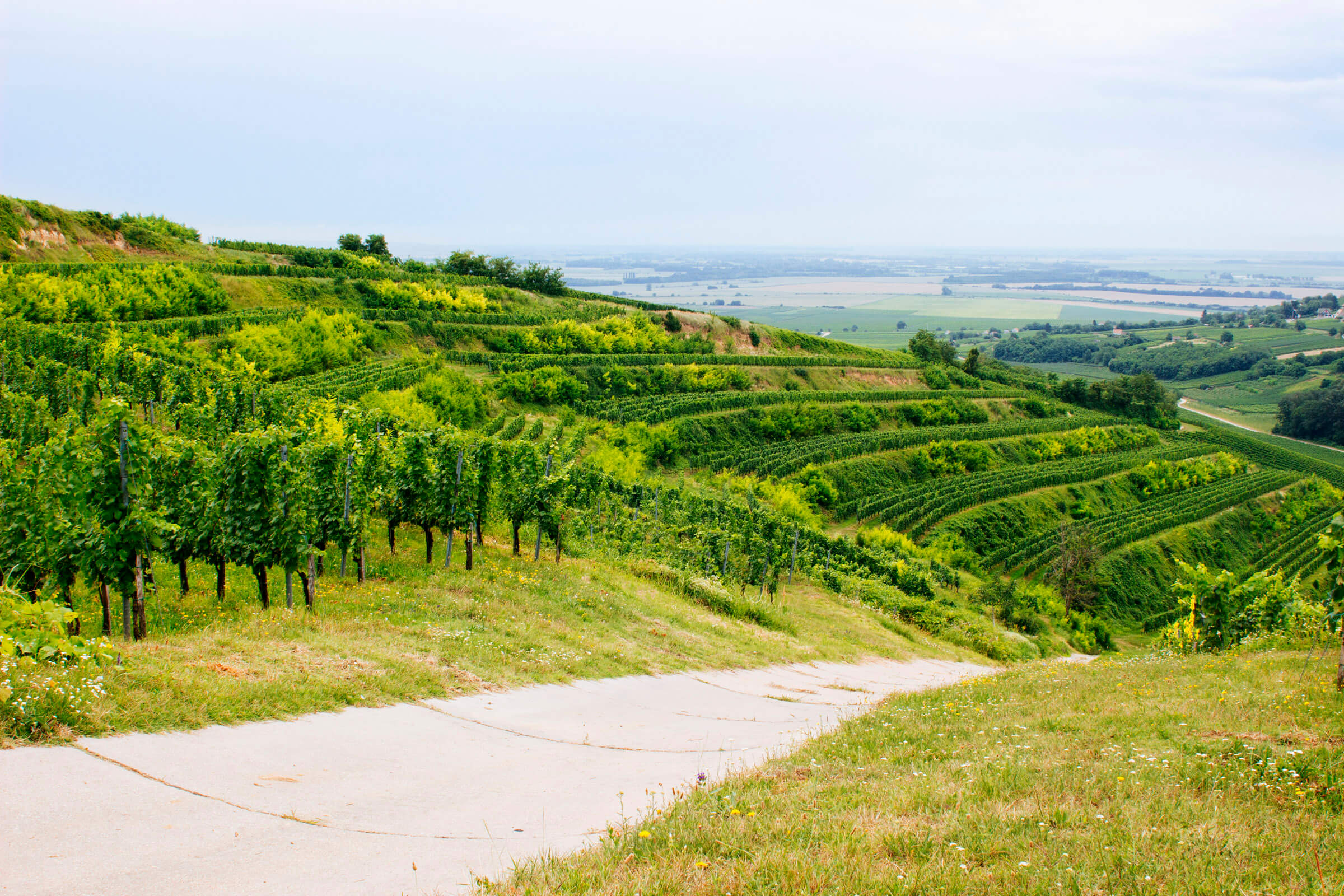 Gere Attila vineyards overlooking the Villány wine country