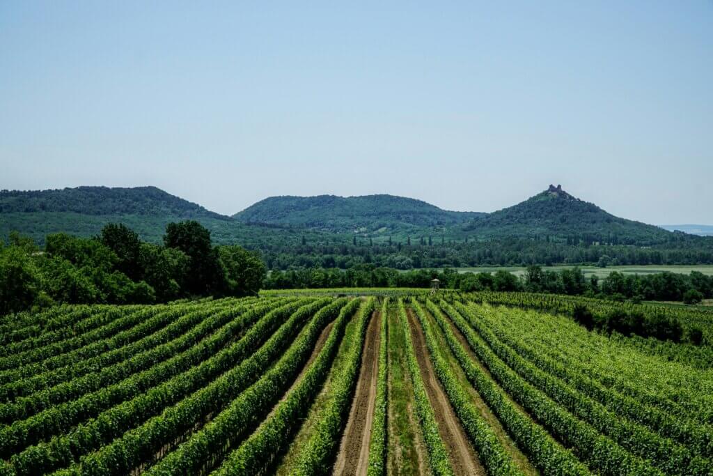Badacsony vineyard