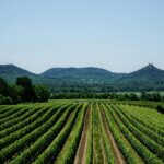 Badacsony vineyard